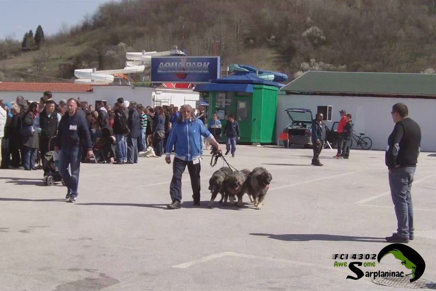 Three young dogs, Ben Hur, Big Haidy and Leo, moving on leash across a parking area with a crowd in the background.