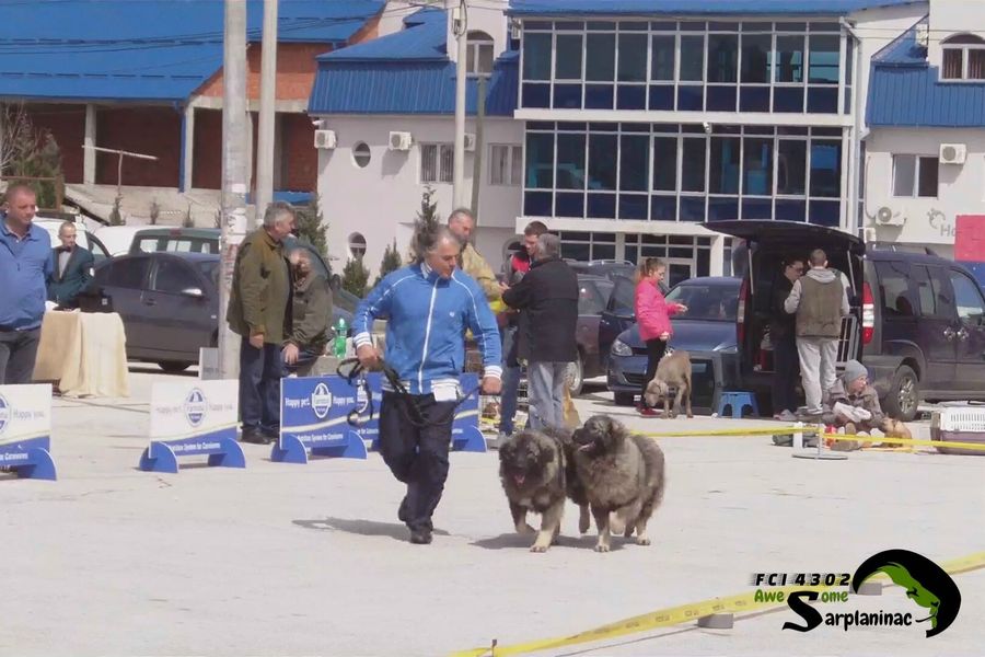 Two dogs on leash, Ben Hur and Big Haidy, moving near the ring area with people and cars around.