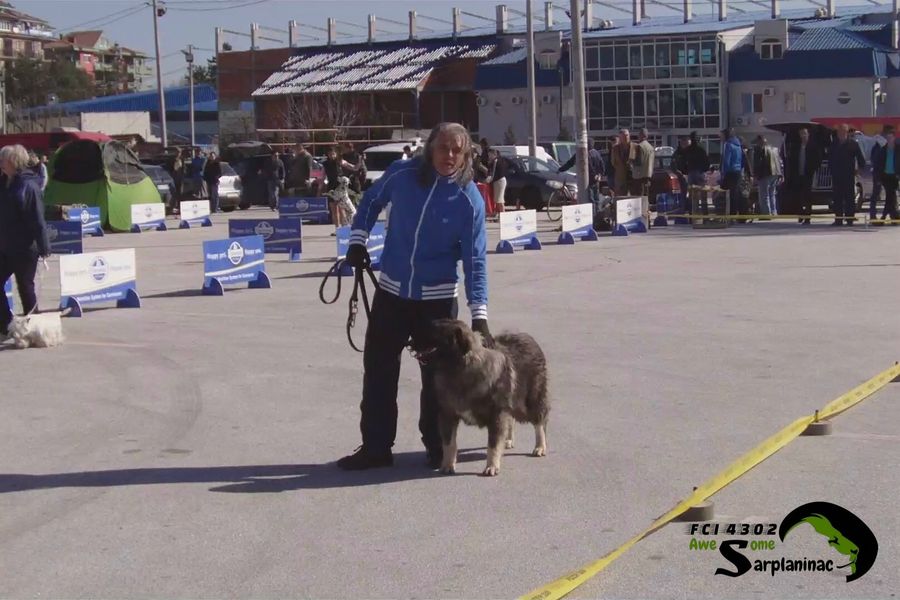 Medium sized dog standing in ring with breeder at outdoor dog show Serbia