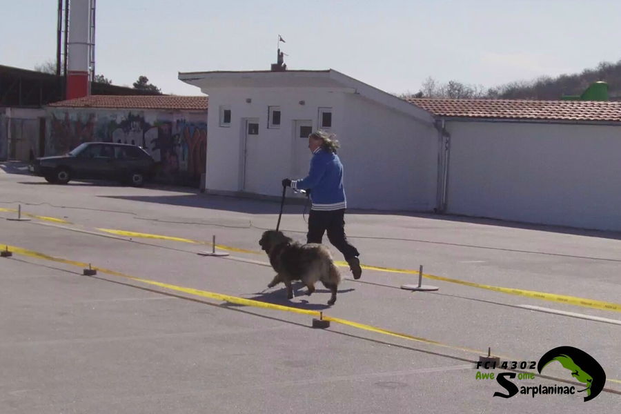Dog and breeder moving inside show ring in Jagodina