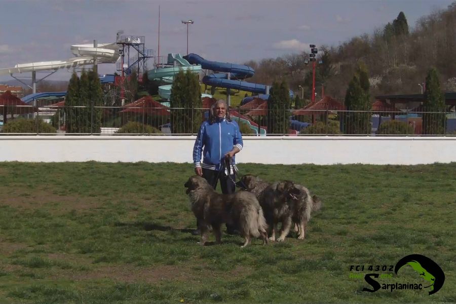 Three Sarplaninac dogs Ben Hur, Big Haidy and Leo with breeder near water park slides.