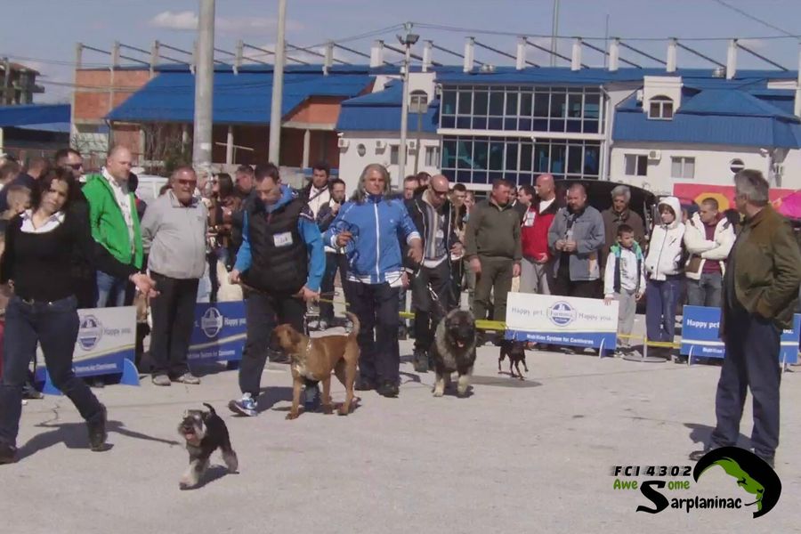 Dogs and handlers during Best in Show presentation in Jagodina
