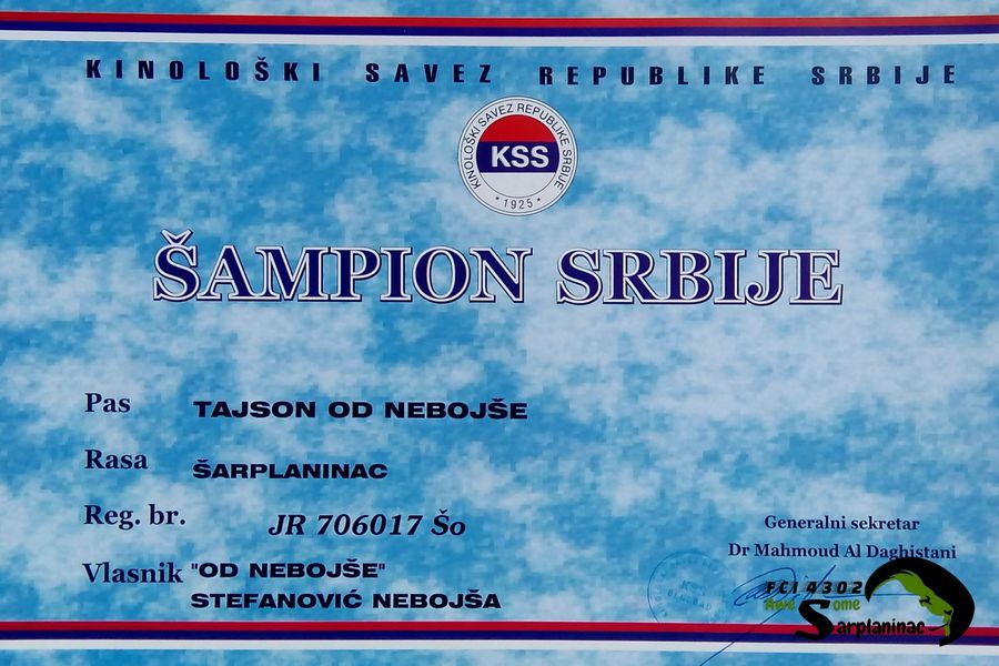 Sarplaninac Dog Champion