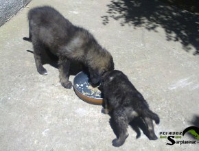 Black Puppies Eat Homemade Food