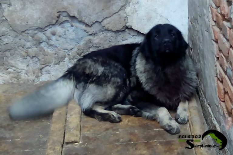 Adult male dog resting against a stone wall, showing the thick grey and black coat.