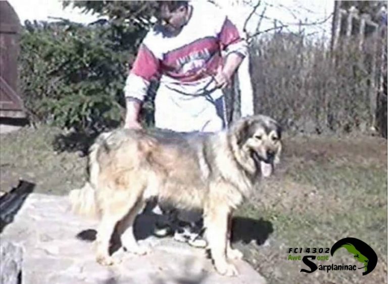A photo from the 90s of our Sarplaninac dog Dingo standing with his breeder.
