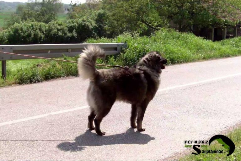 Dark Gray Sarplaninac Dog