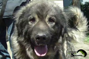 A close up shot of dog Amor’s muzzle and head with his tongue out.