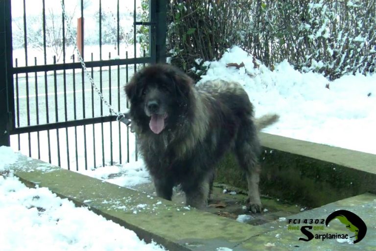 Dark-coated shepherd dog standing in the snow, showcasing the thick winter undercoat typical for mountain breeds.