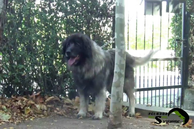 Iron Gray Shepherd Dog