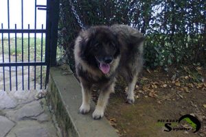 A medium size dog named Rex on a leash standing by a fence in the yard.