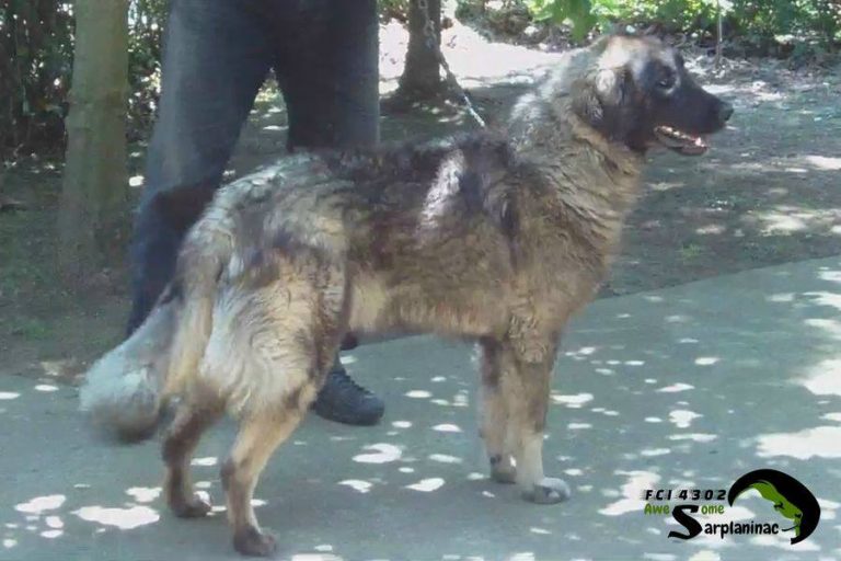 A large iron-gray dog named Leo standing in a natural pose.