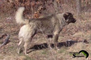 A strong iron-gray dog named Atila standing on a hill in the mountains.