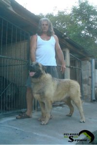 A dog named Krom with a black mask standing with his breeder near the kennel.