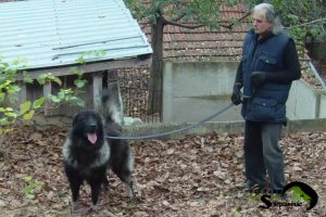 A big dog with a dark coat named Bux standing with his breeder on fallen leaves.