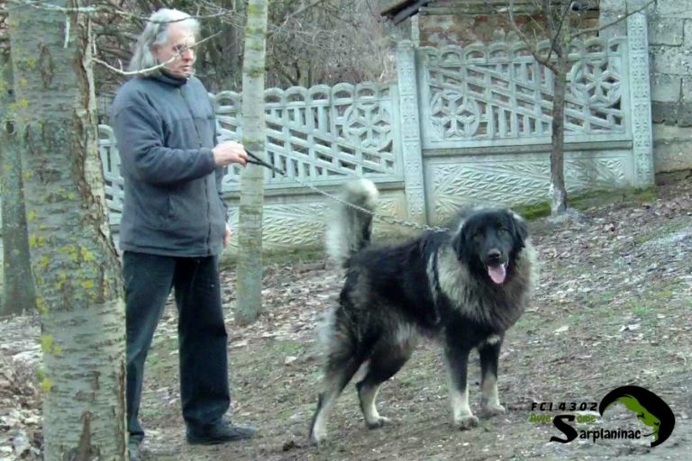 Powerful Sarplaninac Dog Bux with breeder Nebojsa Stefanovic.