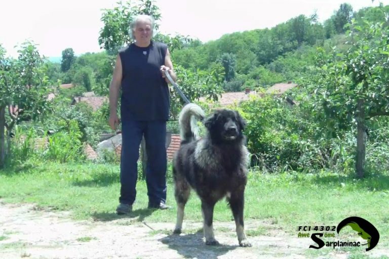 An owner holding a large grey dog on a leash while standing on a grassy village path.