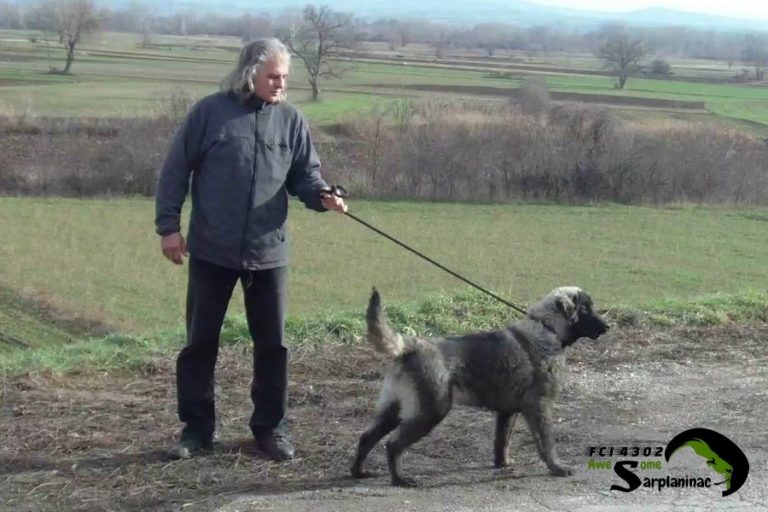 Iron Gray Shepherd Puppy