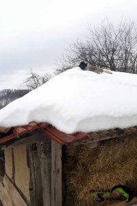 Shepherd Puppy Logan