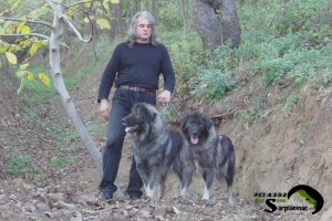Two big molosser type dogs named Astor and Astra with their breeder in nature.