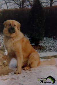 Yellow dog named AS sitting in the snow and guarding the property.