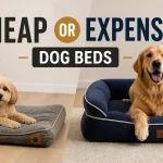 Small Maltese dog on a cheap dog bed vs Golden Retriever on a premium durable dog bed indoors