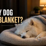 Sleeping Samoyed dog covered with a blanket indoors at night.