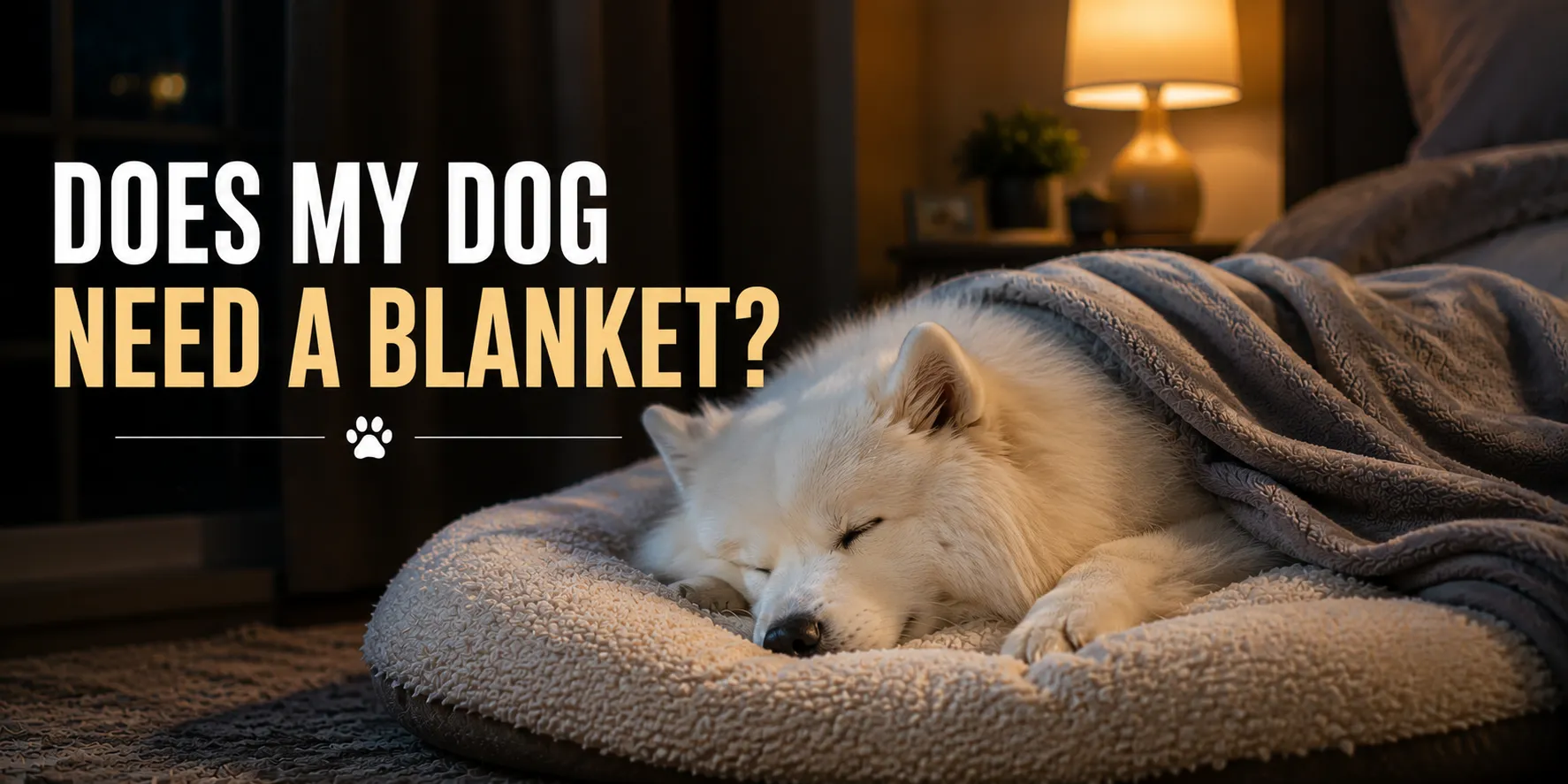 Sleeping Samoyed dog covered with a blanket indoors at night.
