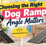 Bernese Mountain Dog comparing a steep dog ramp and a safer gradual ramp inside a living room.