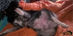 A calm Sarplaninac dog sleeping on its back with the owner on a bed, showing total relaxation and comfort.