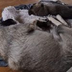 shepherd pups sleep together