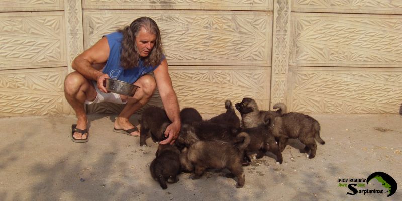 a breeder gives the puppies food