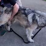 breeder brushes shepherd dog
