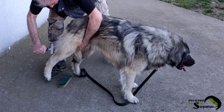breeder brushes shepherd dog