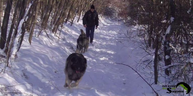shepherd dogs in the mountain
