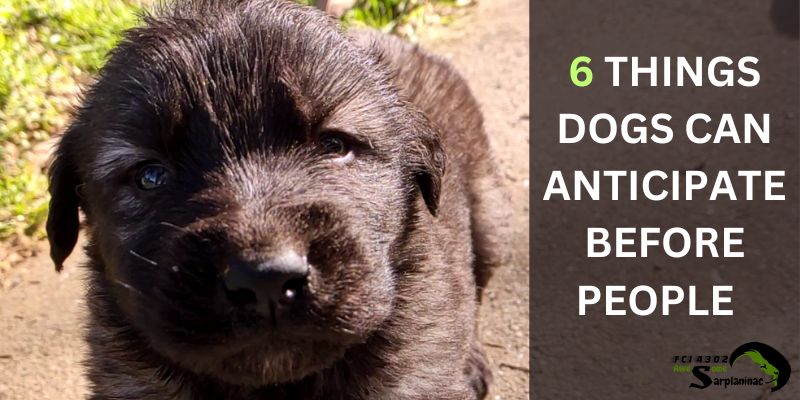 Six things dogs can anticipate before people