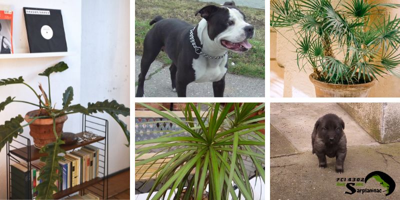 A collage showing a black and white dog, a puppy, and common dangerous houseplants like Sago Palm and Dracaena.