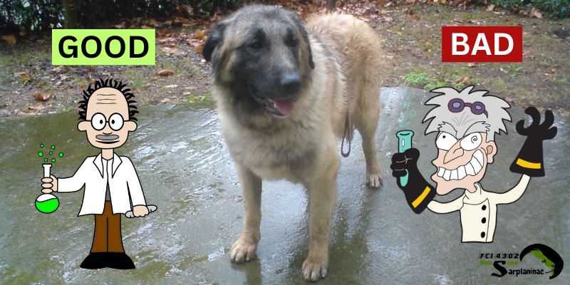 science proves dogs can recognize bad person