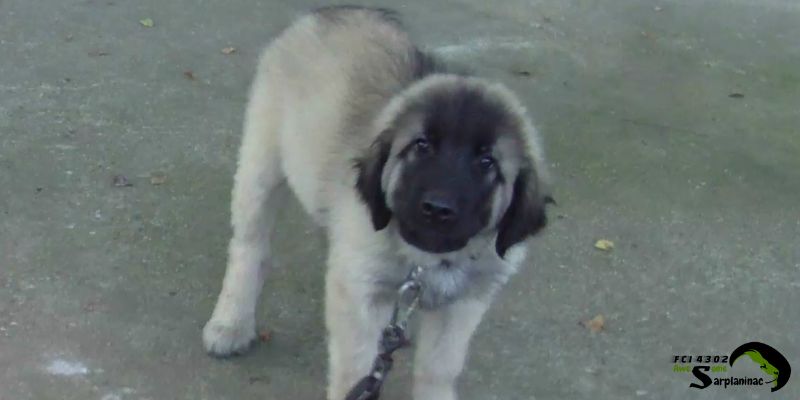 Sarplaninac puppy tilts its head while playing in the yard.
