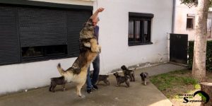 Agile Sarplaninac dog jumping high to reach a breeder's hand next to a litter of puppies.