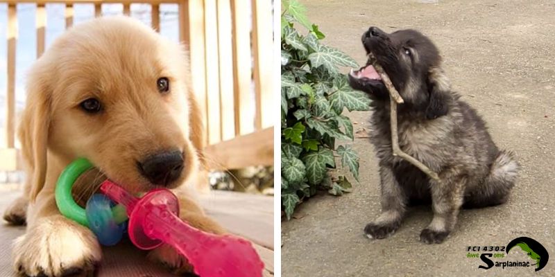 Golden Retriever puppy chewing a colorful rubber toy and a Sarplaninac puppy chewing a wooden stick.