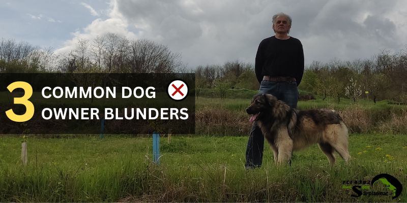 Three common mistakes dog owners make - Sarplaninac and breeder in the field