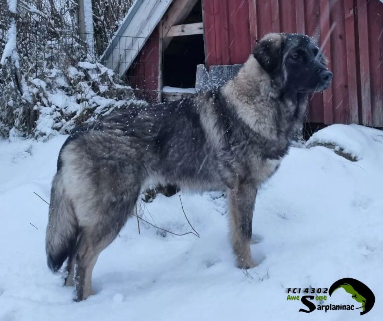 awesome shepherd female dog araya fci 4302