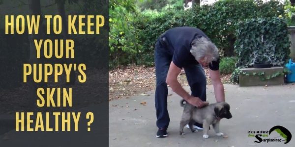 View of The Language of Puppies: Unveiling Body Cues!