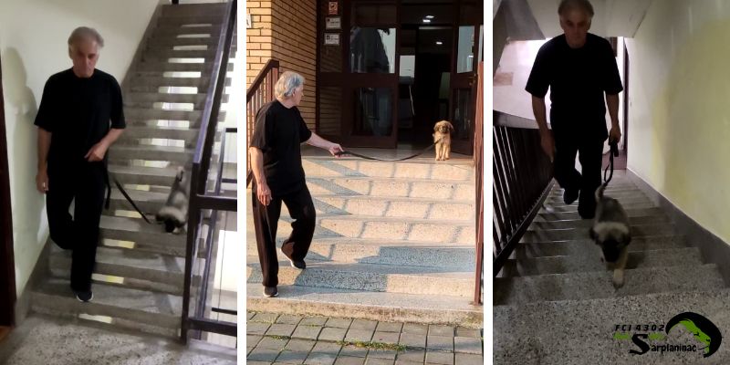 A young Sarplaninac puppy confidently walking up and down stairs on a leash, demonstrating healthy movement and stability to disprove myths about joint problems.
