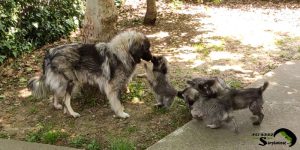Sarplaninac puppies learning behavior from their mother in the kennel.