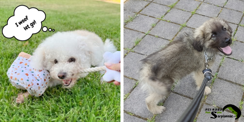 A white dog biting a plush toy and a Sarplaninac puppy on a leash, representing different stages of growth and toy needs.