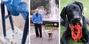 A collection of training activities for puppies, featuring a puzzle feeder, urban socialization, and a young dog with an interactive toy.