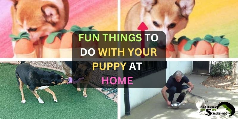 Puppy playing with indoor puzzle toys and owner training Sarplaninac pup at home.