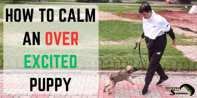How to calm an over-excited Sarplaninac puppy during leash training